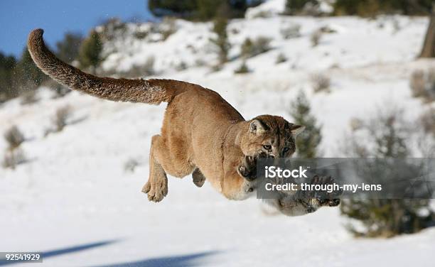 Mountain Lion Jumping Stock Photo - Download Image Now - Mountain Lion, Color Image, Feline