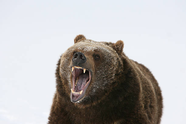 istock Grizzly Bear Growling 92541970