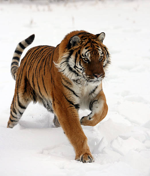istock Siberian Tiger Running in Snow 92542051