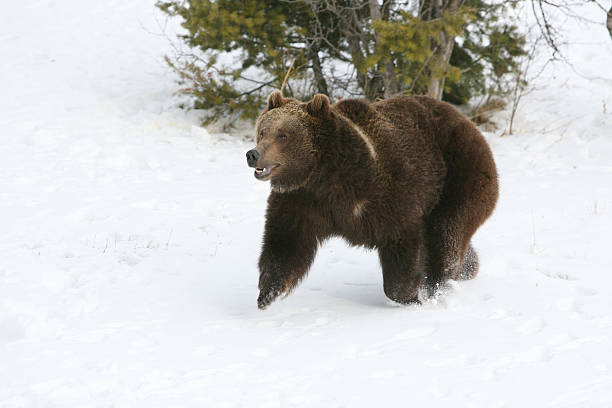 istock Grizzly Bear Running in Snow 92542081