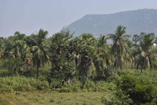 istock palm tree close view looking beautiful with mountain background. 925421450