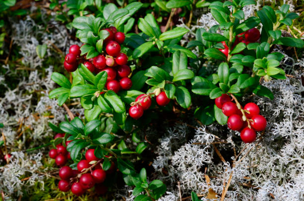 berry cranberries and moss in the forest berry cranberries and moss in the forest cowberry stock pictures, royalty-free photos & images