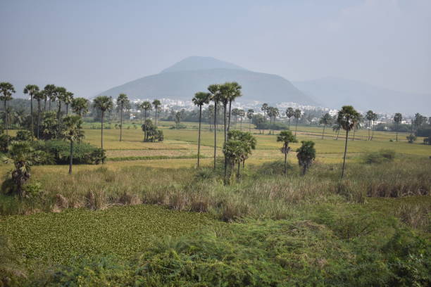 istock A beautiful Paddy farm view with village building background & mountain awesome view. 925424722