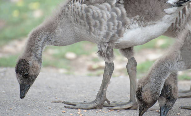 istock Canada geese and goslings 925424966