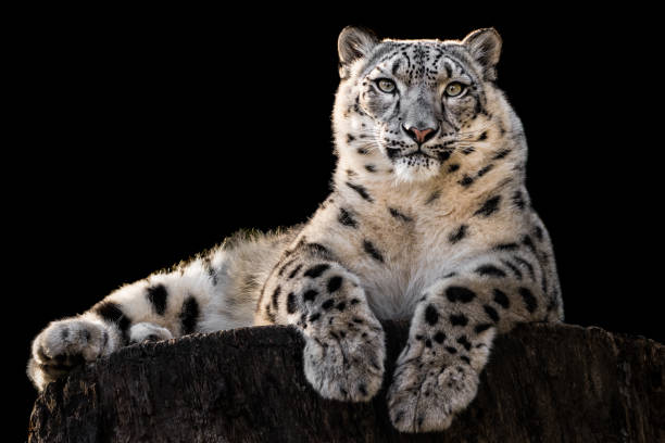 istock Snow Leopard XXX 925425148