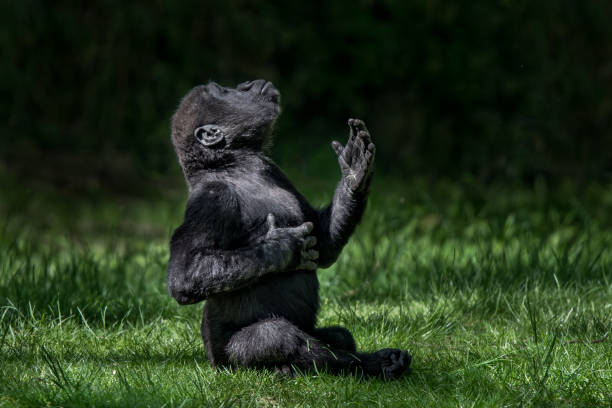 A wild, endangered baby gorilla clings playfully to a sturdy branch, its dark fur contrasting beautifully with the vibrant greenery of the rainforest. Its large, expressive eyes reflect curiosity and innocence as it swings gently, exploring its surroundings. The baby’s tiny fingers grip the branch tightly, showcasing its developing strength and agility.\n\nThis scene captures the essence of wildlife, highlighting the beauty and vulnerability of these incredible creatures as they navigate their natural habitat.