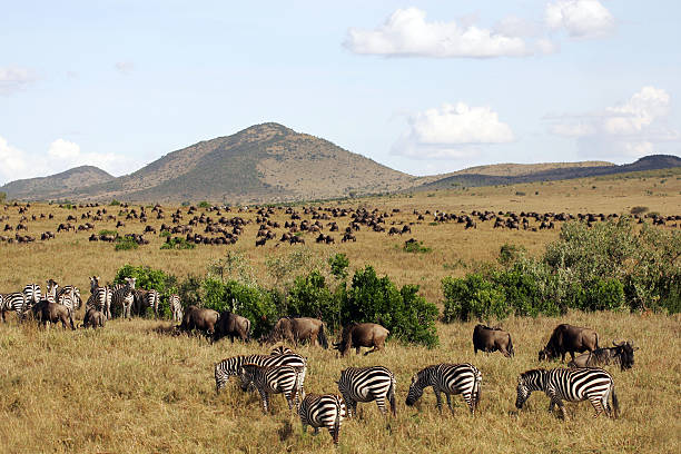 Animal Landscape on the Masai Mara  maasai mara national reserve photos stock pictures, royalty-free photos & images