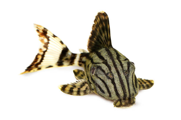 royal pleco panaque nigrolineatus, ou poissons d’aquarium plec royal - ancistrus photos et images de collection