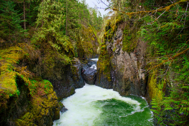 englishman river falls dolnej sekcji wodospadów w vancouver island, bc - englishman river falls zdjęcia i obrazy z banku zdjęć