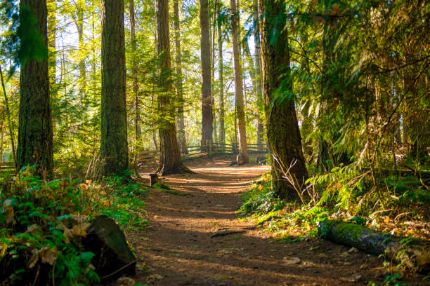 istock Sunrays filtering thru the forest foliage in a Vancouver Island provincial park 925431942