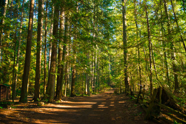 istock Sunrays filtering thru the forest foliage in a Vancouver Island provincial park 925431992