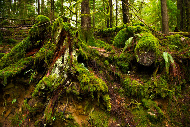 istock Mossy tree stumps in old growth rain forest  in Vancouver Island, BC 925432084