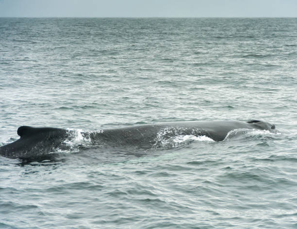 istock Whales, Dominican Republic, Samana Peninsula 925436190
