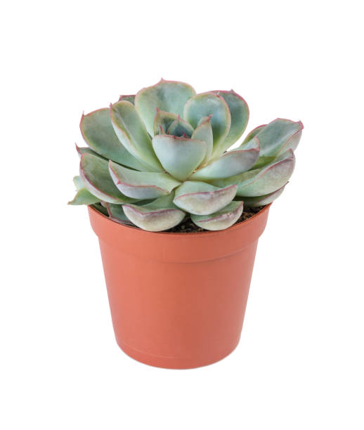 istock Houseplant echeveria isolated on white 925436270