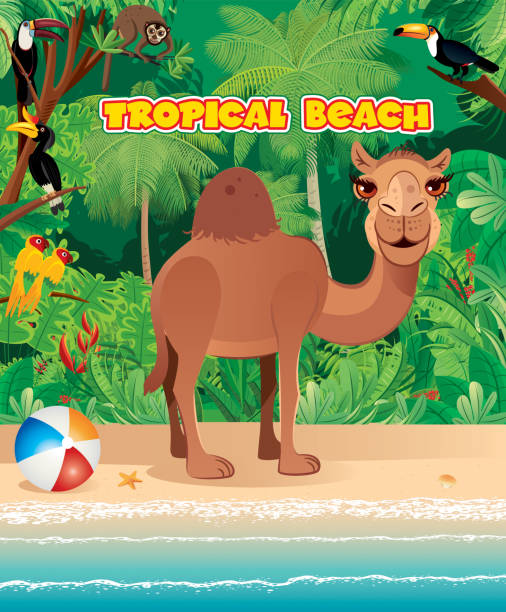 stockillustraties, clipart, cartoons en iconen met strand en camel - morocco brazil