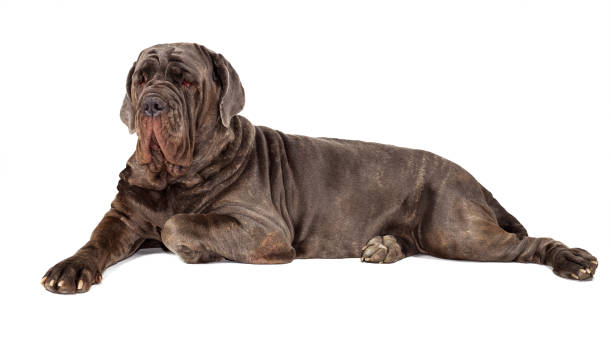 istock Italian mastiff cane corso on white background 925439326