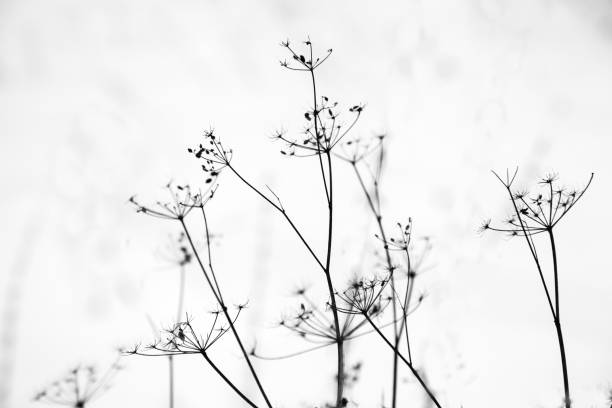 istock White winter dried flowers background 925439542