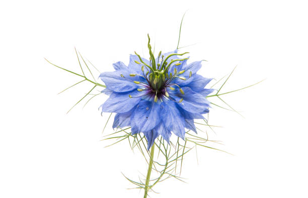 nigella flowers isolated stock photo