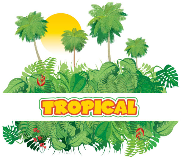 60+ Amazon Rainforest Sky Illustrations, Royalty-Free Vector Graphics