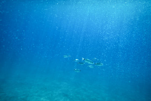 Group of fishes in the sea.