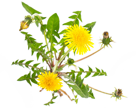healing plants: Dandelion (Taraxacum officinale) from above on white background