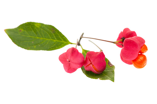 Poisonous Plants: spindle tree (Euonymus europaeus) leaves, flower and heart on a white background