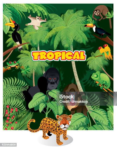 Tropical Rainforest And Animals Stock Illustration - Download Image Now -  Amazon Rainforest, Amazon Region, Amazon River - iStock