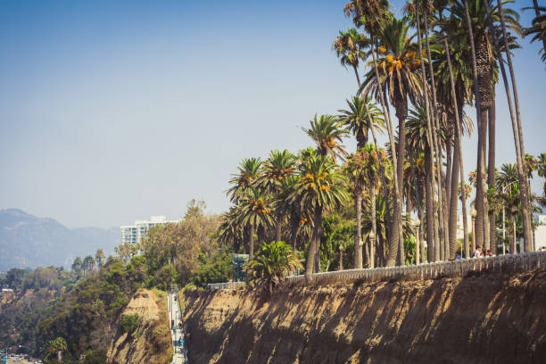 istock Palms in Palisades park in Santa Monica 925447564