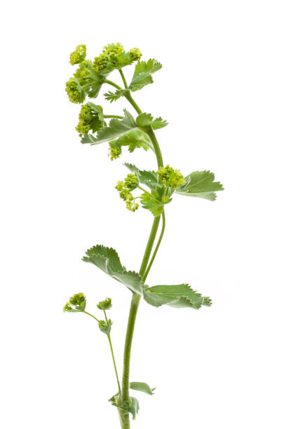 istock Lady's mantle (Frauenmantel - Alchemilla xanthochlora) in front of white background 925447628