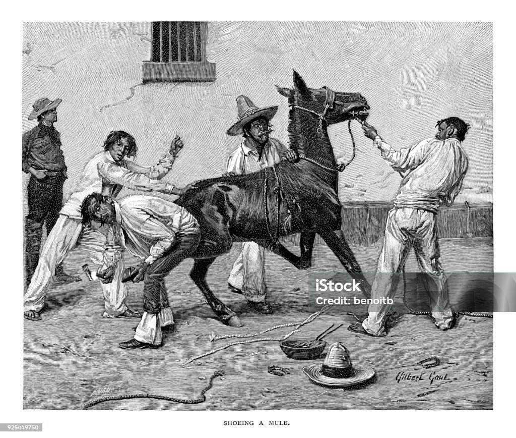 Shoeing a mule Shoeing a mule - Scanned 1891 Engraving 19th Century stock illustration