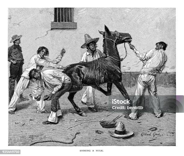 Shoeing A Mule Stock Illustration - Download Image Now - 19th Century, 19th Century Style, Adult
