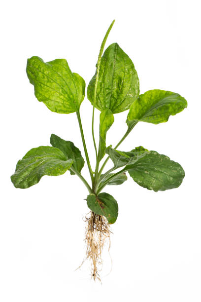healing plants: broadleaf plantain (Plantago major L.)  - whole plant on white background stock photo