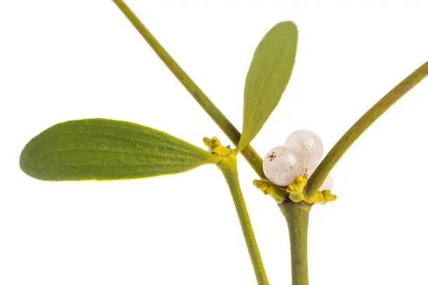 Photo of healing plants: Mistletoe (Viscum) Extract of leaves and berries on white background