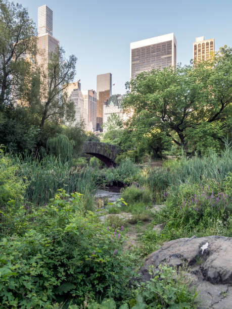 istock Gapstow bridge Central Park, New York City 925450680