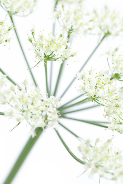 istock Wies hogweed (Heracleum sphondylium) bloom very close 925451094