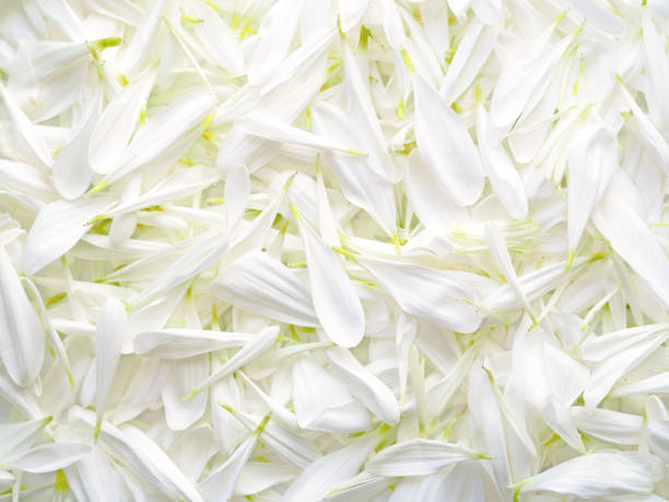 White chrysanthemum flower soft petals background. Background for wedding invitation or romantic valentine, birthday. Chrysanths, flowering plants of the genus chrysanthemum, asteraceae