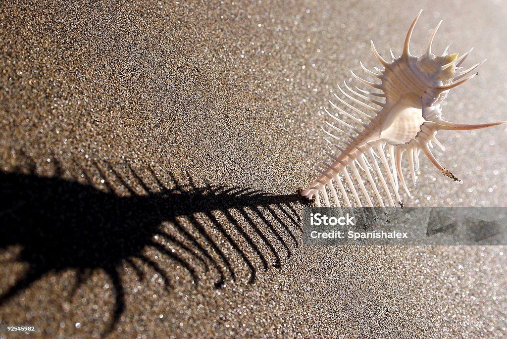 조개 껍데기 Shadow - 로열티 프리 가시 스톡 사진