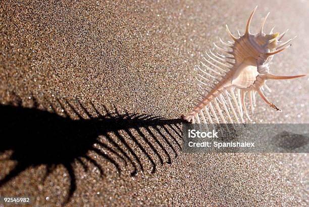 조개 껍데기 Shadow 가시에 대한 스톡 사진 및 기타 이미지 - 가시, 경외감, 구름이 짙게 낀 하늘