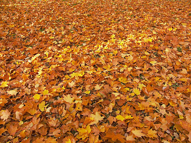 istock Bed of dead maple leaves 92546377