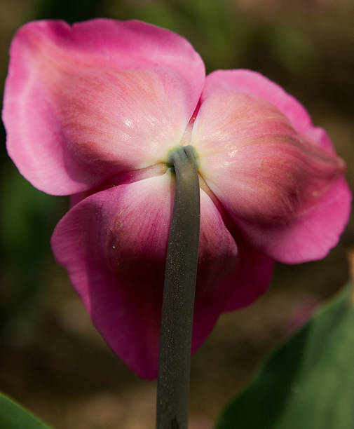 Costas de uma flor-de-rosa - fotografia de stock
