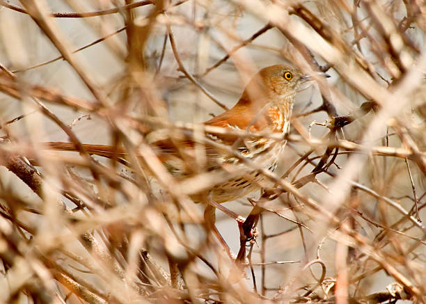 Tordo peering através do Pincel - fotografia de stock