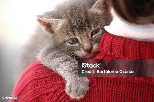 istock Small and cute kitten on little girl shoulder 92546587