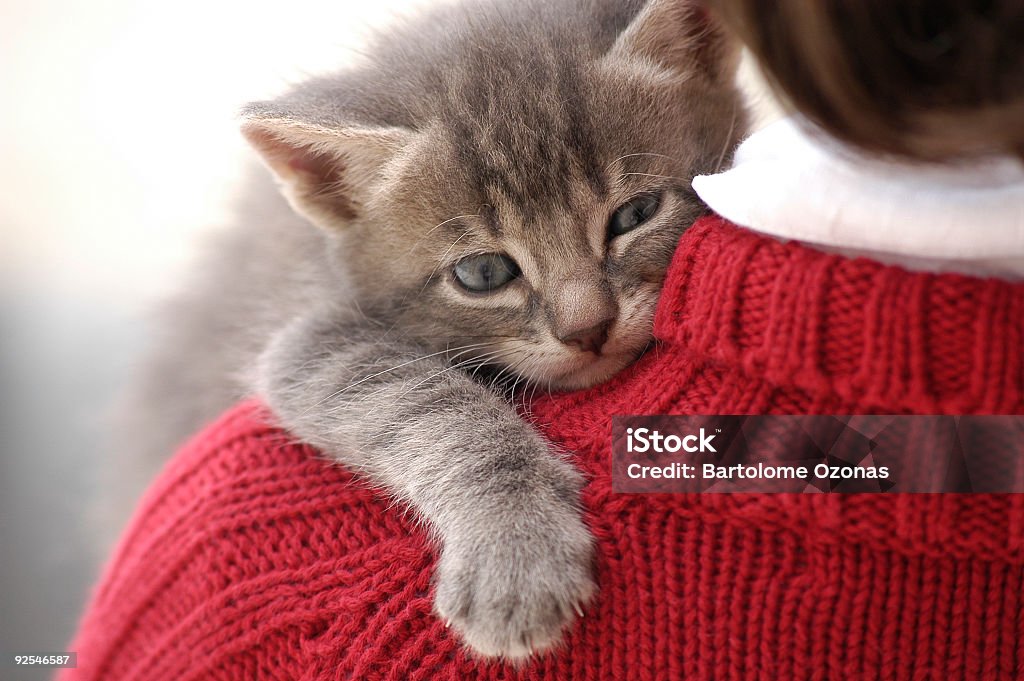 Small and cute kitten on little girl shoulder small and cute kitten on little girl shoulder Domestic Cat Stock Photo