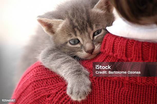 Small And Cute Kitten On Little Girl Shoulder Stock Photo - Download Image Now - Domestic Cat, Kitten, Red