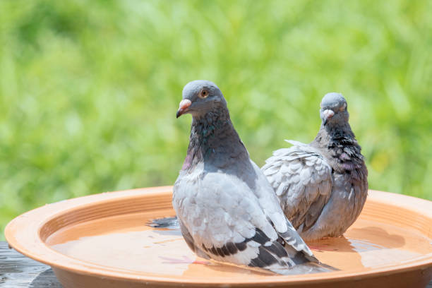 istock homing pigeon bird bathing in water dish 925465902