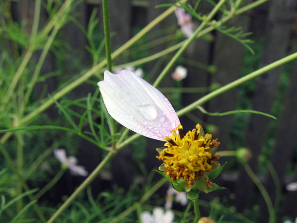 1 つの花びらを露滴 - bud scar ストックフォトと画像