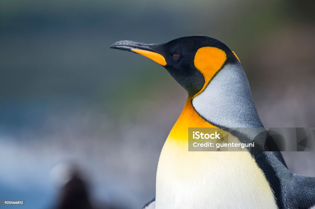 Portrait of a King penguin, Tierra del Fuego, Patagonia Close-up Portrait of a King penguin, Tierra del Fuego, Patagonia King Penguin Stock Photo
