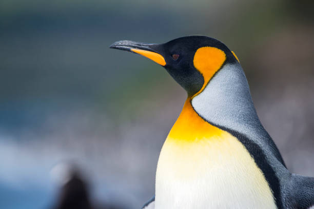 Portrait of a King penguin, Tierra del Fuego, Patagonia Close-up Portrait of a King penguin, Tierra del Fuego, Patagonia tierra del fuego archipelago photos stock pictures, royalty-free photos & images