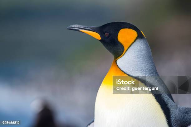 Portrait Of A King Penguin Tierra Del Fuego Patagonia Stock Photo - Download Image Now