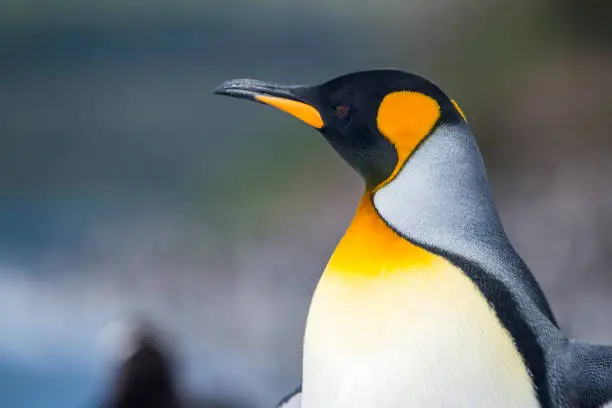Close-up Portrait of a King penguin, Tierra del Fuego, Patagonia